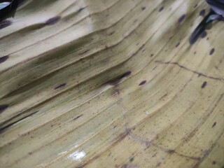 Detailed Image of a Withered Banana Leaf with Textured Surface, Vein Lines, and Visible Dark Spots,...