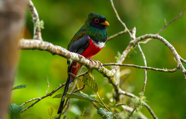 The collared trogon is a passerine bird in the family Trogonidae, closely related to the quetzals and trogons. It is found in Mexico, Central America, and northern South America.