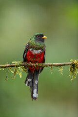Obraz premium The collared trogon is a passerine bird in the family Trogonidae, closely related to the quetzals and trogons. It is found in Mexico, Central America, and northern South America.