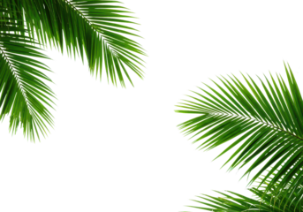Green palm trees branch foliage on corner border isolated backgrounds