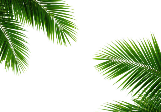 Green palm trees branch foliage on corner border isolated backgrounds
