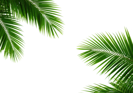 Green palm trees branch foliage on corner border isolated backgrounds