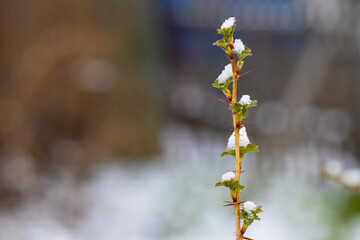 Thorny gooseberry branch with sharp thorns and small green leaves is covered with snow in early spring. Thin gooseberry twig on blurred background, copy space. Danger of spring frosts for gardening