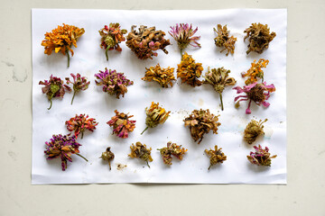A collection of dried, faded botanical flowers - zinnia, arranged on a white sheet of paper.