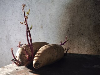 Old Potatoes with Red Sprouts Resting on a Rough Background, Captured with Strong Shadow and Light Contrast.