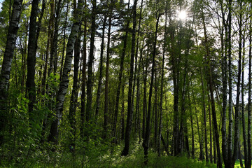 forest in the morning
