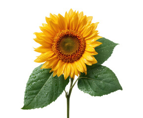 Obraz premium Bright sunflower with green leaves and water droplets shining on a transparent background, cut out