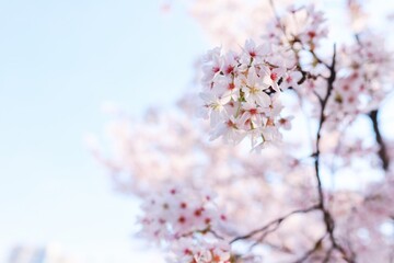 Japanese Style Fresh Cherry Blossom Close Up Photography With Soft Pastel Bloom Details
