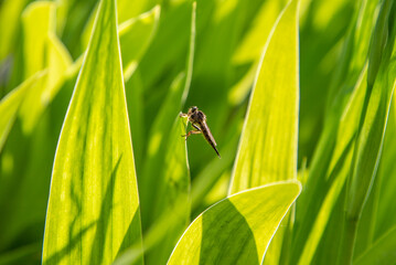Sunlit Insect Macro Photography Showcasing Fine Details Of Delicate Winged Creature