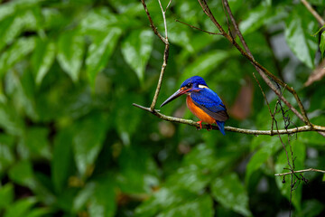Blue eared kingfisher