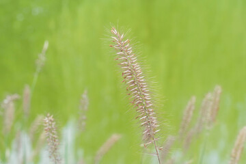 Fresh Blue Sky And Green Grass Meadow Under Early Morning Light