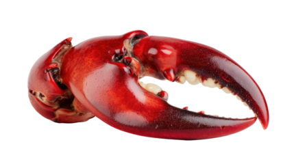  Red Lobster Claw on Transparent Background
