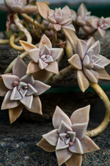 Close-up of succulent plant