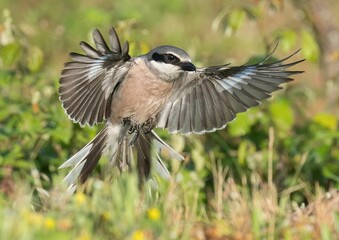 Great grey shrike in mid-flight with wings spread wide against a blurred natural background.