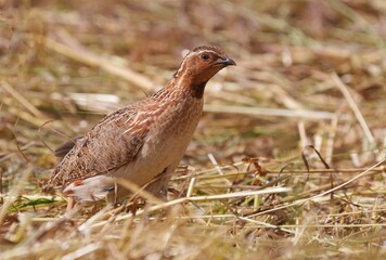 Close-up of a Japanese quail standing in dry grass, showcasing its detailed plumage.
