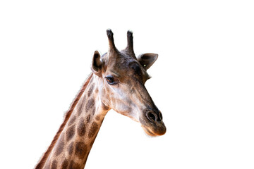 Fototapeta premium giraffe head isolated on white background