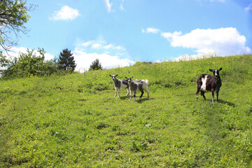 a black and white goat and two grey kids are grazing in a meadow