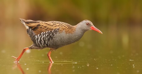 Water rail wading in the water, showcasing its vibrant red beak and brown plumage. Rallus aquaticus.