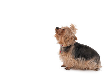 Small dog with long fur and a topknot sits attentively on a bright white background during a calm indoor moment