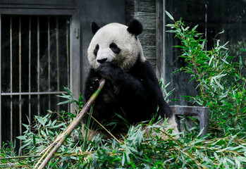 Close Up Giant Panda Feeding On Fresh Bamboo In Natural Setting Photography