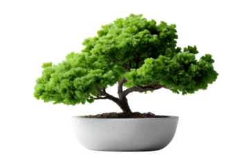 Elegant bonsai tree in minimalistic pot on transparent background