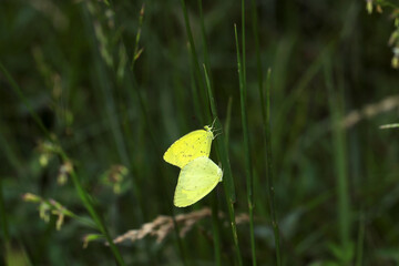 薄暗い林内の草地でひっそり、キタキチョウの交尾風景（自然環境下ストロボマクロ撮影）
