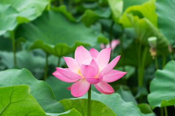 Summer Lotus Leaves Framing a Fully Bloomed Pink Lotus Flower Scene