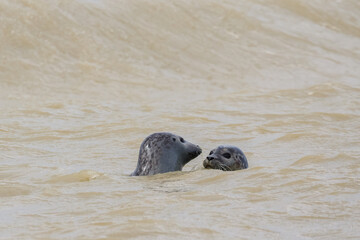 Fototapeta premium Adult and young common seal/harbor seal (Phoca vitulina) swimming together in the sea. Baie de Somme, France