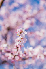 Lush Spring Cherry Blossom Cluster Filling Frame