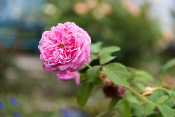 Soft Pink Roses In Full Bloom Garden Floral Arrangement