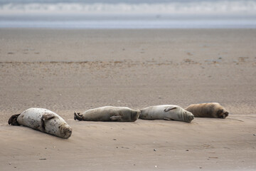 Four common seals/harbor seals (Phoca vitulina) sleeping peacefully on a sandy beach. Baie de Somme, France © Agnieszka