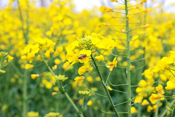 Obraz premium Fresh Spring Rapeseed Field With Bees Pollinating Yellow Blossoms In Macro Focus