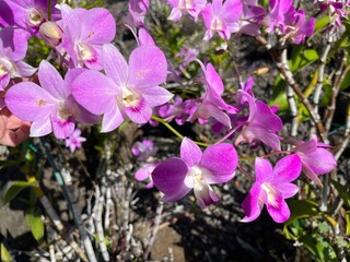 Cooktown Orchid (Dendrobium bigibbum Lindl.) Growing in a Sunny Garden in Hawaii