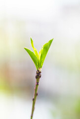 Fresh Spring Buds Emerging On Delicate Branches In Early Season Photography