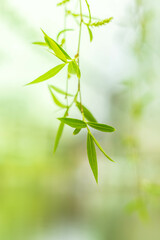 Fresh Spring Willow Leaves Photograph Capturing Green Foliage In Gentle Breeze