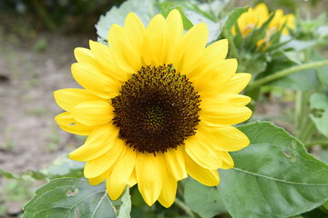 Vibrant Yellow Sunflower Field And Close Up Of Sunflower Seeds In Sunlight