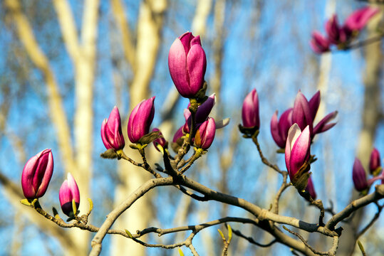 "Magnolia Buds" Images – Browse 270 Stock Photos, Vectors, and Video ...