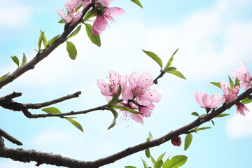 Aesthetic Romantic Pink Peach Blossom Scene With Soft Pastel Hues
