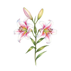 Watercolour Illustration of Lily Plant on Transparent PNG Background