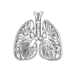 human lung anatomy in black and white sketch