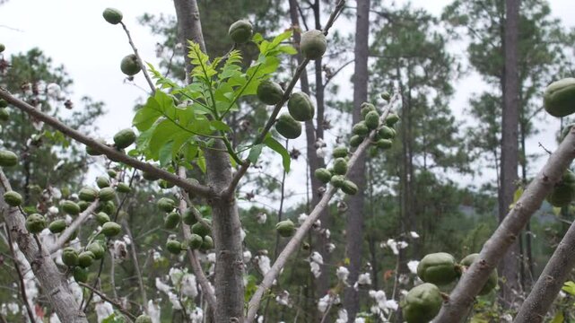 Spondias Purpurea (Jocote) Harvest, Organic Tropical Fruits farming