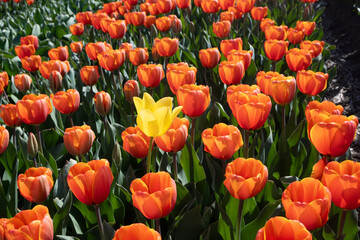 Gelbe Tulpe im orangen Tulpenfeld (fern)