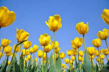 Vibrant Yellow Tulips In Full Spring Bloom Across Sunny Meadow