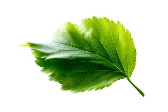 Lush green leaf resting on a transparent background for design use - Powered by Adobe