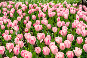 Vibrant Tulip Field Photography Capturing Rows Of Colorful Spring Blooms
