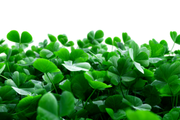 Lush green clover leaves with a transparent background