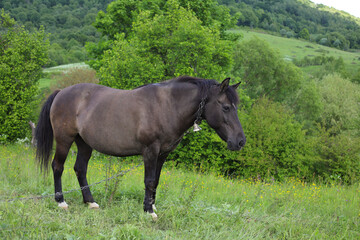 Fototapeta premium a brown horse with a bell on its neck grazing in a field