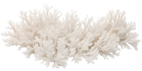 sea white Corals of dried isolated on transparent background