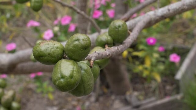 Fresh Jocote Fruits (Spondias Purpurea) Tropical Harvest in Rural Honduras