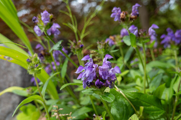 初夏に咲く紫のウツボグサ（靫草）の花